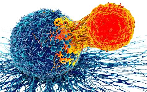 immunotherapy  solid tumor cancers role  cancer  fibrob