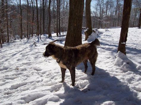 north carolina mountains dogs extended family thunder mountain central asian shepherd dogs