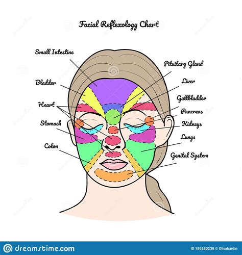 facial reflexology chart vector stock vector illustration of