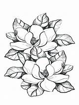 Flower Magnolie Bestcoloringpagesforkids Magnolias Marigold Louisiana Malvorlagen sketch template