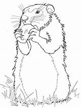 Groundhog Marmota Marmotte Marmotta Scoiattolo Woodchuck Mangia Prateria Comiendo Manzana Canadiense Tana Realistic Marmotas Americane Disegnare sketch template