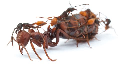 Worker Ants You Could Have Been Queens The New York Times