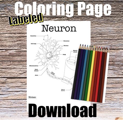 neuron anatomy coloring page labeled digital  nervous system
