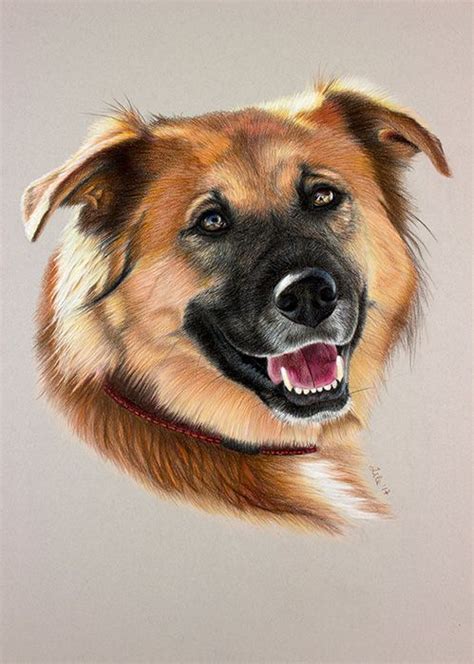 jax colored pencil dog drawing commission  zileart dog drawing drawings coloring pages