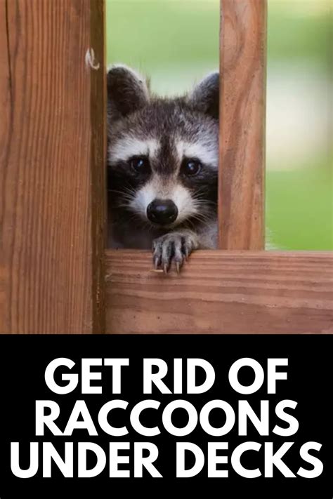 disheartening  learning     family  raccoons living