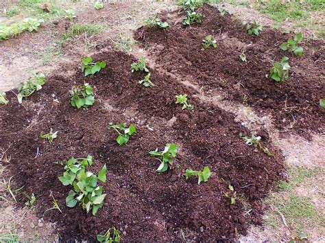 growing sweet potatoes  missouri longfellows garden center