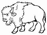 Buffalo Clipart Cliparts Library Coloring Pages Bison sketch template