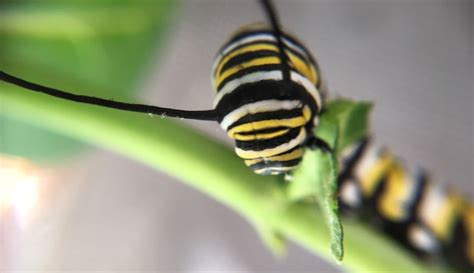 boost butterflies aim   caterpillar garden hobby farms