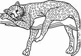Coloriage Imprimer Guepard Jaguar Dessin Savane Coloriages Colorier Gratuits Archivioclerici Modeste sketch template