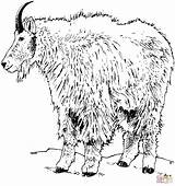 Coloring Goat Mountain Pages Realistic Rocky Goats Pygmy Printable Drawing Popular Dot Books Categories sketch template