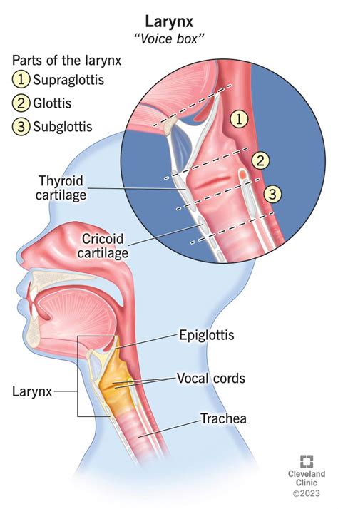 vocal chords diagram  kids