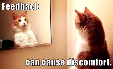 growth mindset memes feedback   discomfort cat quotes funny