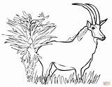Antelope Sable Coloring Pages Pronghorn Giant Results Categories sketch template