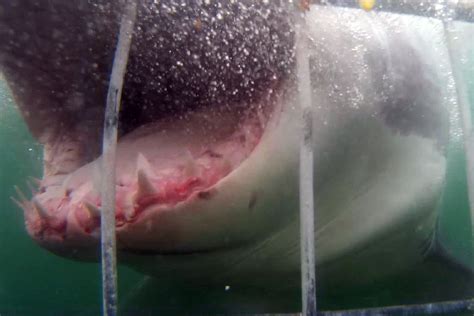 il video dei 5 squali più grandi e spaventosi mai catturati