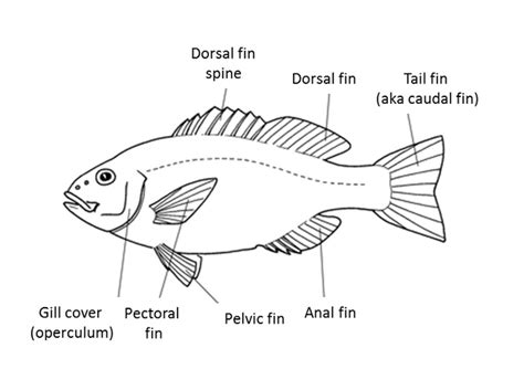 identifying fishes redmap