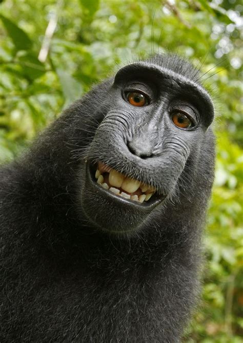 Wandy Sveizen Foto Monyet Sulawesi Tersenyum Mendunia