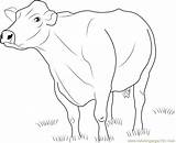 Cow Coloring Jersey Cattle Dairy Pages Printable Clipart Cows Color Print Kids Coloringpages101 Online Sheets Library Popular sketch template