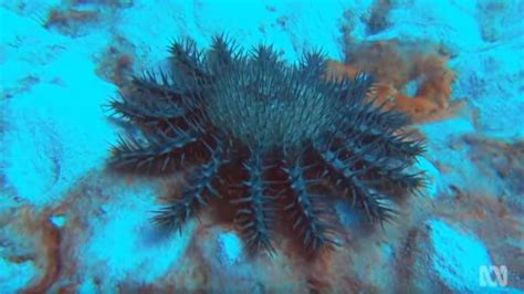 crown  thorns starfish coral reef killers youtube