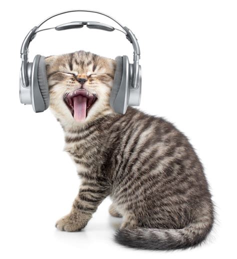 whiskas  created  radio station  cats