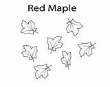 Maple Pages Coloring Leaf Red Printable Toronto Leaves Colouring Freecoloring sketch template