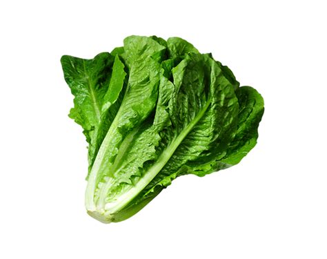 lettuce  organic