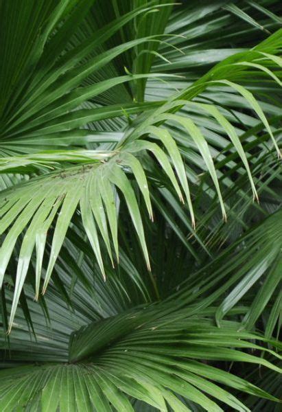 North Carolina Palms Palm Tree Pictures Palm Trees