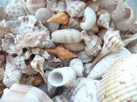 find great shells  sanibel island wwwsunnysanibelcom lighthouse cafe sanibel