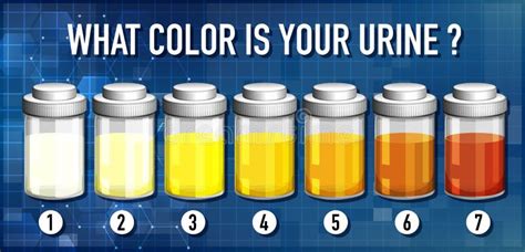 illustration  urine color chart stock vector illustration  health chart