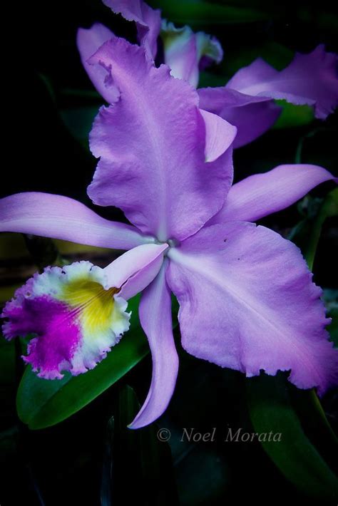 705 Best Orchid Exotica Images On Pinterest Beautiful
