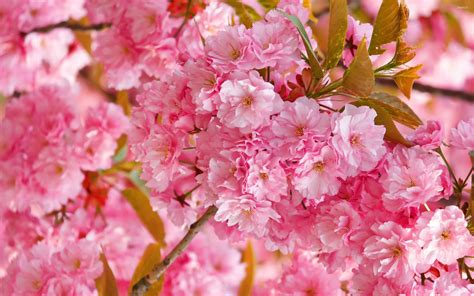 pink cherry blossoms wallpaper flower wallpapers