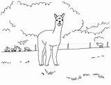 Coloring Alpaca Designlooter sketch template