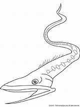 Eel Gulper Coloring Pages Colouring Previous sketch template