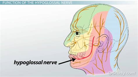 hypoglossal nerve functions test damage video lesson
