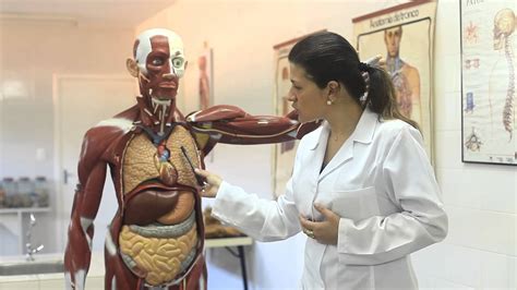 Artes Anatomia E Fisiologia Humana Letícia Gramázio