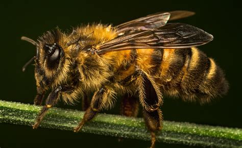 animal bee hd wallpaper