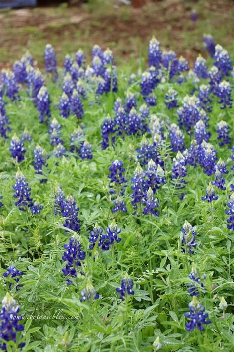 grow texas bluebonnets spring plants wildflower garden
