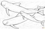 Whale Beluga Coloring Whales Pages Marine Coloriage Dessin Colorier Printable Animal Drawings Small Animals Swimming Imprimer Drawing Killer sketch template