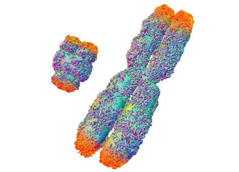 Chromosome Drbeckmann