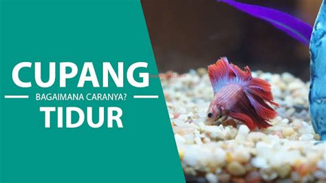 Bagaimana Cara Ikan Cupang Tidur Apakah Sama Dengan Manusia Ini Dia