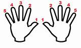 Teclado Numbering Mãos Beginner Iniciante Primeirosacordes Scales sketch template