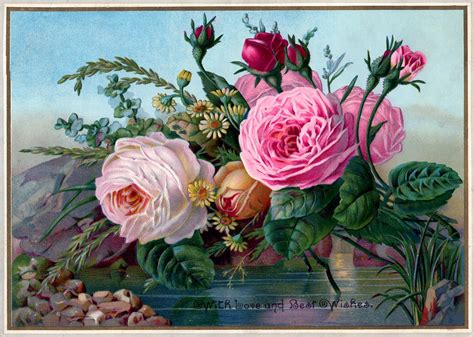 public domain vintage image stunning roses