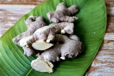 ginger root indoor plant care growing guide