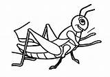Colorear Saltamontes Grasshopper Infantiles Aprender Deseo Aporta Pueda Utililidad sketch template