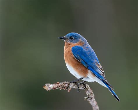 eastern bluebird  bright plumage  stick  stock photo