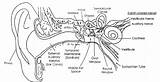 Cochlea Relation Reproduced Ears Hearing sketch template