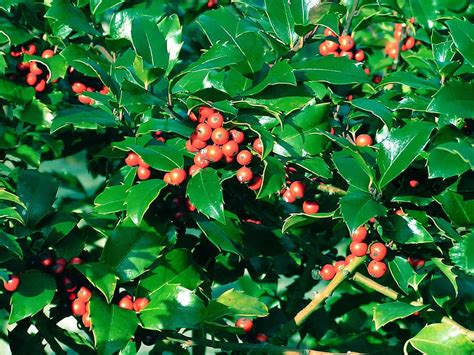grow  american holly tree gardening channel