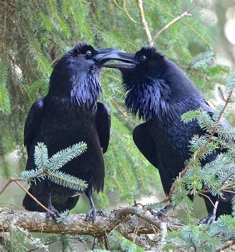 ravens animals pet birds crows ravens