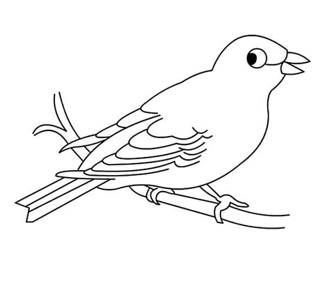 preschool kids canary bird coloring pages  place  color