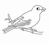 Canary Hungry sketch template