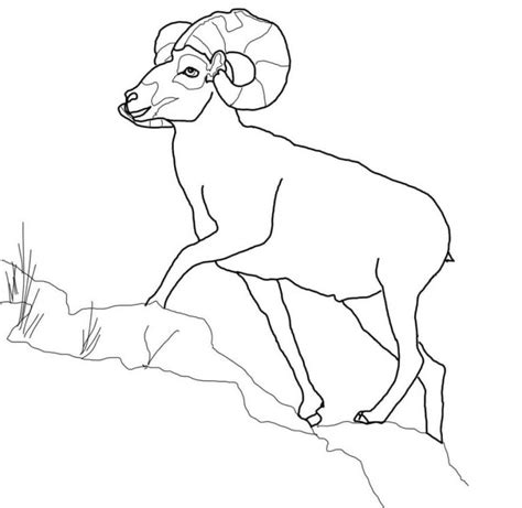 coloring pages bighorn sheep printable  kids adults